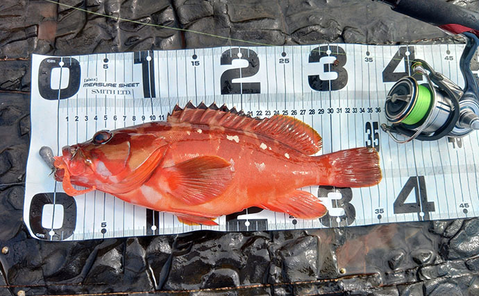 先行者が攻めた後でもアカハタ連発！　激戦区・南紀の地磯で効いた「ロングスピニング」という選択