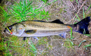シーバスが釣れない人ほど知ってほしい　釣果を左右する「飛距離」の真実