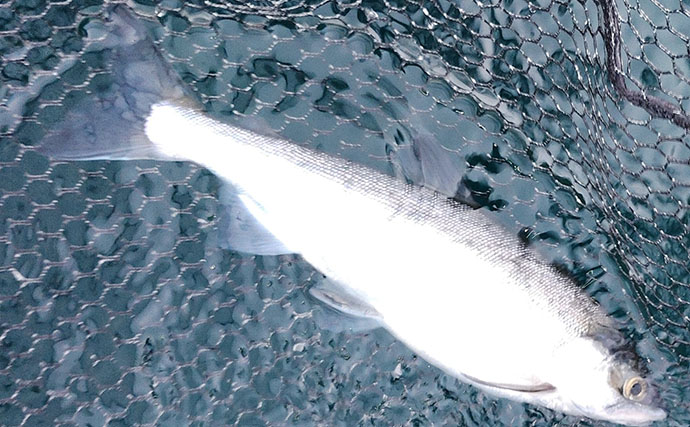 芦ノ湖で夏ワカサギ＆トラウト釣りを堪能【箱根】ニッコウイワナにヒメマスも登場！