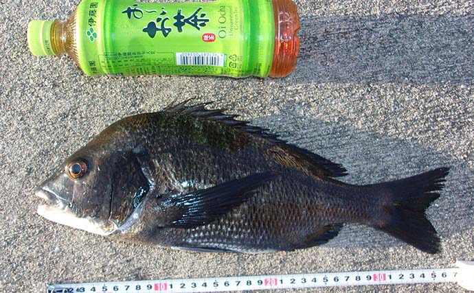 エサ取りとは明らかに違う！ チヌ落とし込み釣りで「一際違うアタリ」を捉え37cm本命手中