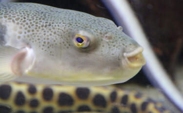 北海道の羅臼でフグが記録的豊漁！ 高級魚が獲れているのに儲からない意外…