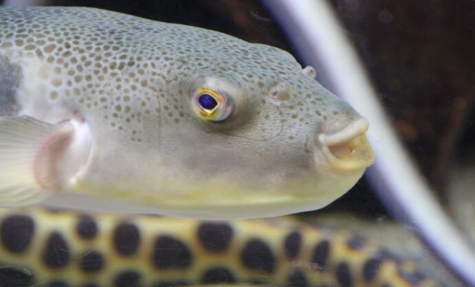 北海道の羅臼でフグが記録的豊漁！ 高級魚が獲れているのに儲からない意外な理由とは？