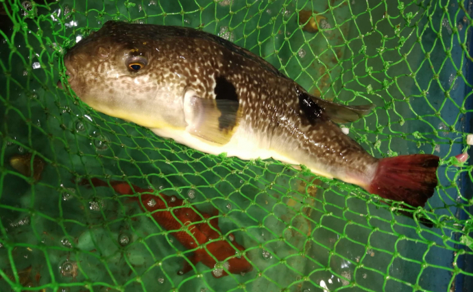 北海道の羅臼でフグが記録的豊漁！ 高級魚が獲れているのに儲からない意外な理由とは？