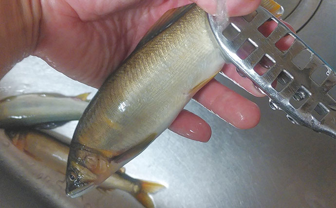 釣った魚で作る「秋の味覚」レシピ：アユの甘みそ焼き　遠火の弱火でじっくり