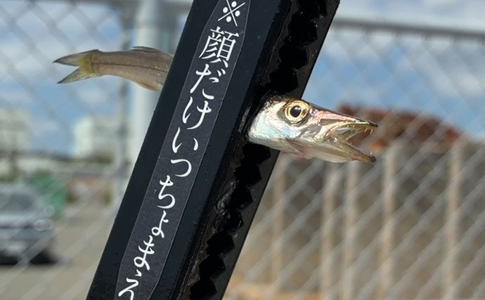 サビキ釣りで「大阪南港魚つり園」を満喫！ 夕マヅメに入れ食いタイム到来で小アジ125匹