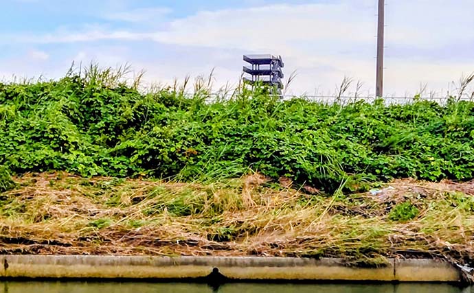 記録的大雨後の千葉河川でまさかの85cmランカーシーバス＆60cmヒラスズキ登場！