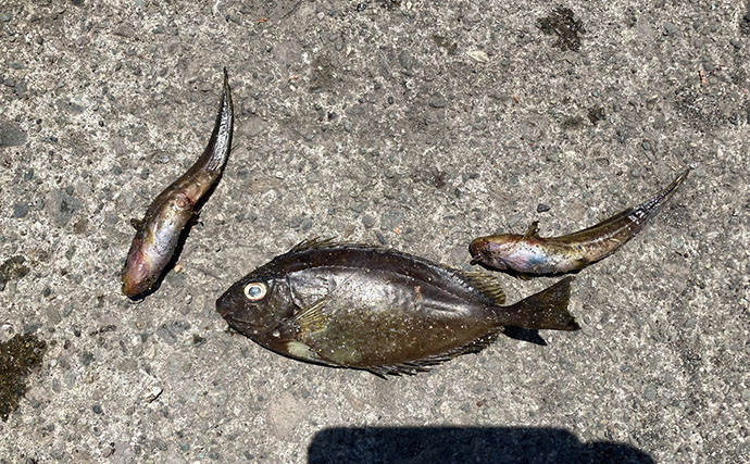 ドライブついでの短時間釣行で堤防釣り満喫【真鶴港】ネンブツダイやベラと対面