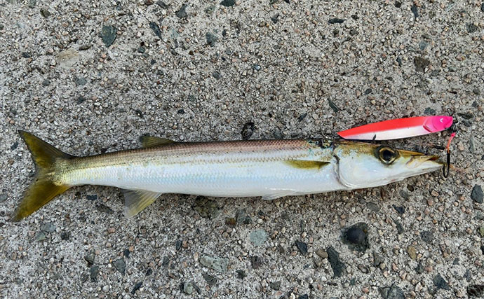 「1週間後に行ってもまた爆釣！」 朝マヅメの堤防で30cm超えカマスが連発【山陰】