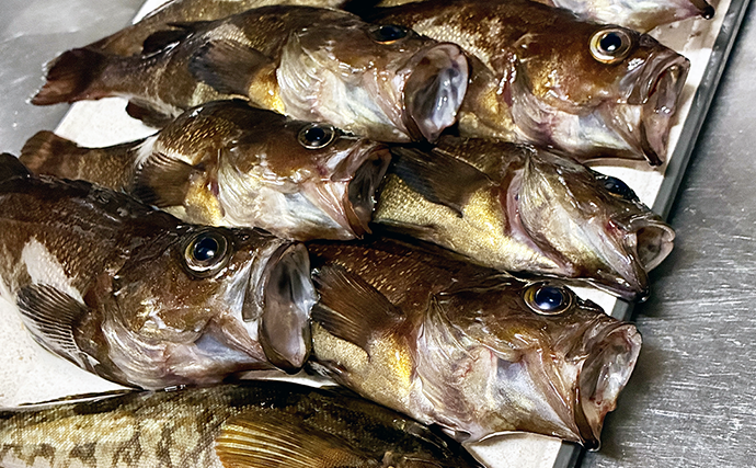 日本最北の有人離島で釣りをしたら「ガヤ」が入れ食いに！【北海道・礼文島】納竿間際には良型アイナメも登場
