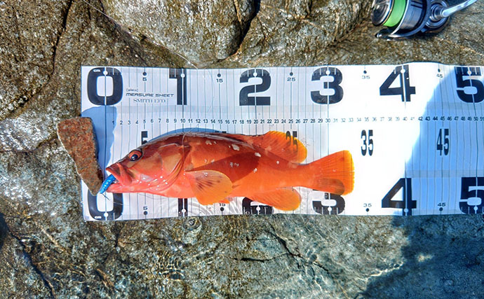先行者が攻めた後でもアカハタ連発！　激戦区・南紀の地磯で効いた「ロングスピニング」という選択
