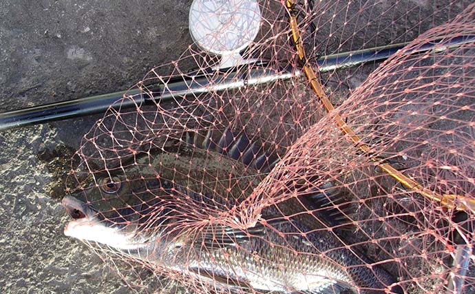エサ取りとは明らかに違う！ チヌ落とし込み釣りで「一際違うアタリ」を捉え37cm本命手中