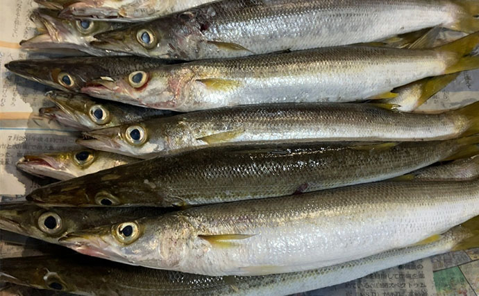 「1週間後に行ってもまた爆釣！」 朝マヅメの堤防で30cm超えカマスが連発【山陰】
