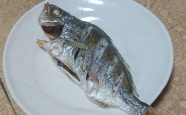 釣ったゲスト魚で作る「簡単」レシピ：クロサギの白焼き　ポン酢と相性◎