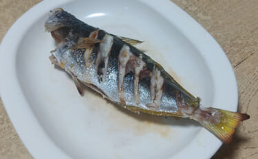 釣りの「ゲスト魚」で作るレシピ：タカベの一夜干し　冷蔵庫で干せばOK！