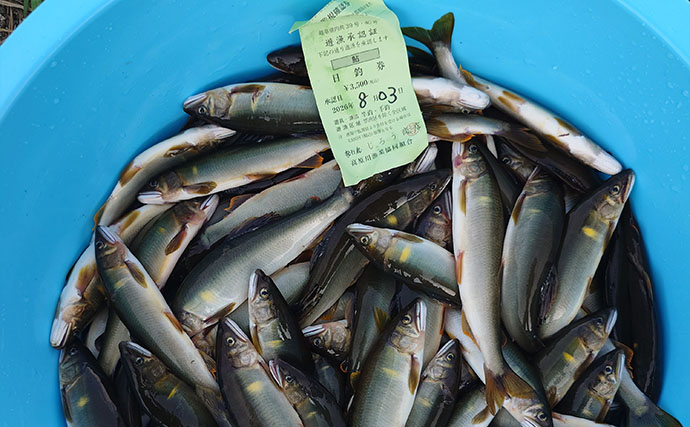高原川のアユトモ釣りで24.4cm頭に鮎92匹と爆釣！【岐阜】アブには要注意？