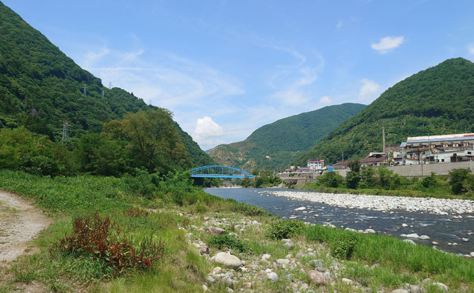 高原川のアユトモ釣りで24.4cm頭に鮎92匹と爆釣！【岐阜】アブには要注意？