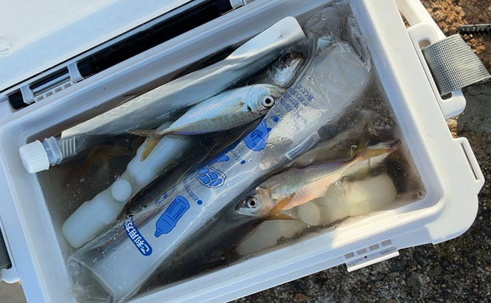 サビキ釣りで「大阪南港魚つり園」を満喫！ 夕マヅメに入れ食いタイム到来で小アジ125匹