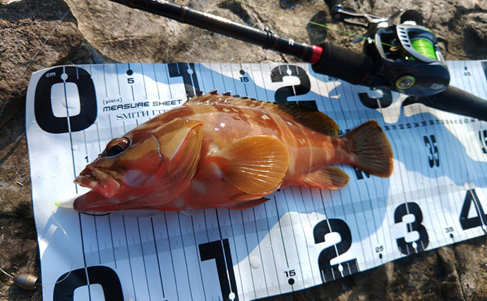 先行者が攻めた後でもアカハタ連発！　激戦区・南紀の地磯で効いた「ロングスピニング」という選択