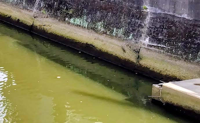 記録的大雨後の千葉河川でまさかの85cmランカーシーバス＆60cmヒラスズキ登場！