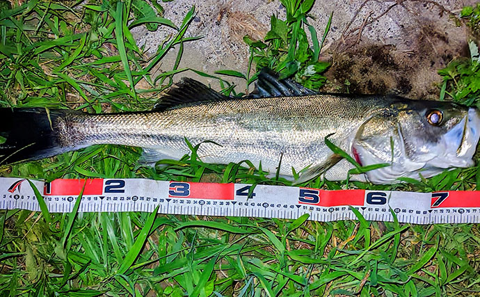 内房河川上流域で75cmシーバスをキャッチ！ 流れが変化すると時合いが到来