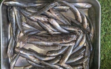 矢那川河口のハゼ釣りで8cm級中心に35尾【千葉】ミャク釣りで積極的に…