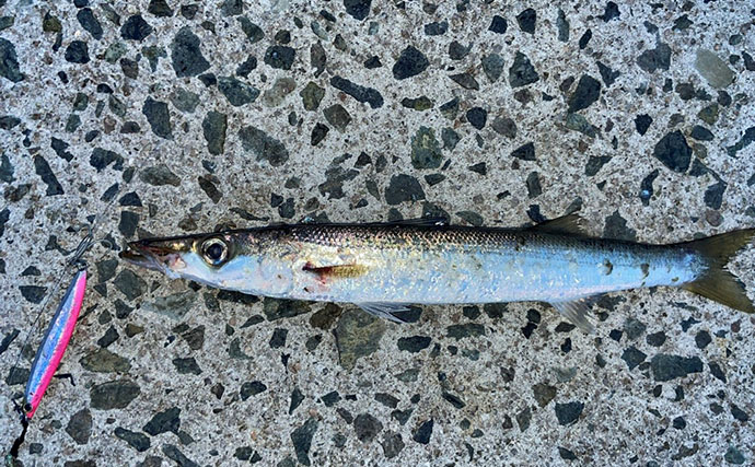 「1週間後に行ってもまた爆釣！」 朝マヅメの堤防で30cm超えカマスが連発【山陰】