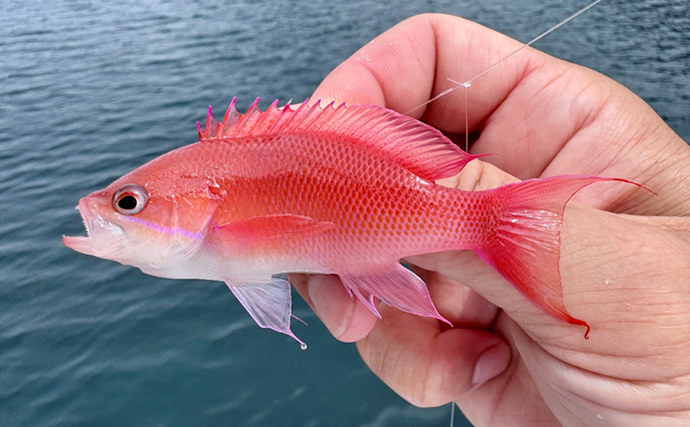 のべ竿一本で堤防釣りを満喫【安良里漁港】メジナにアジなど10魚種をキャッチ