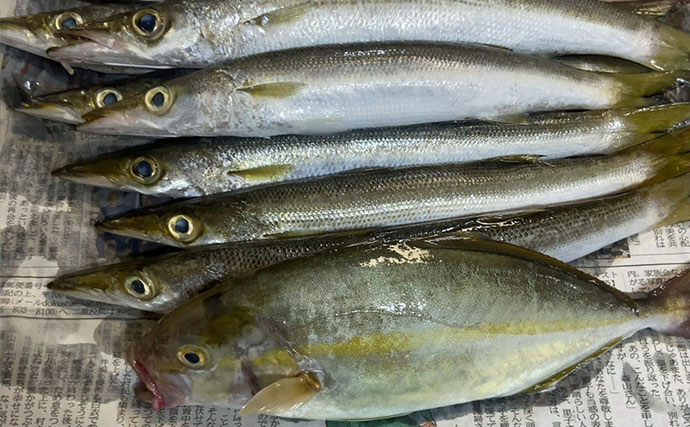 「1週間後に行ってもまた爆釣！」 朝マヅメの堤防で30cm超えカマスが連発【山陰】