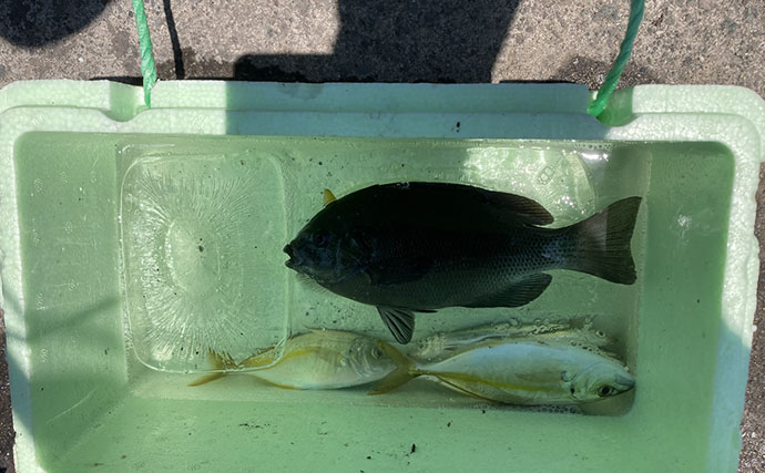 ドライブついでの短時間釣行で堤防釣り満喫【真鶴港】ネンブツダイやベラと対面