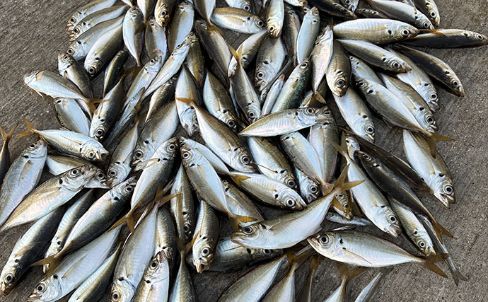 サビキ釣りで「大阪南港魚つり園」を満喫！ 夕マヅメに入れ食いタイム到来で小アジ125匹