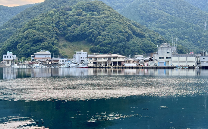 のべ竿一本で堤防釣りを満喫【安良里漁港】メジナにアジなど10魚種をキャッチ