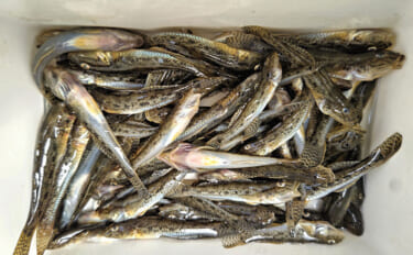 境川でのハゼ釣りで10cm級良型交じりにマハゼ67尾【千葉】南蛮漬けに…