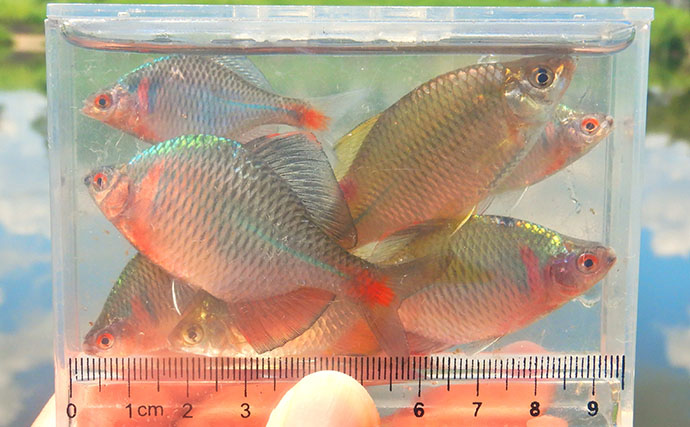 いつも混雑する釣り場から人が消えた？ 猛暑36℃のびん沼川でタナゴ釣りに挑戦！