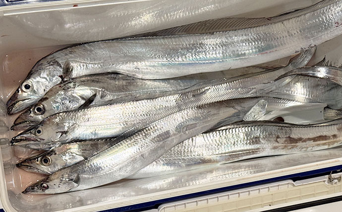 「アタってもすぐに合わせちゃダメ？」 東京湾テンヤタチウオで【遅アワセ＆ただ巻き】がハマった