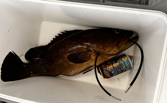 夜磯で剛腕ロッドが突然曲がった！ 食い込むまで「待って」3.6kgクエをキャッチ