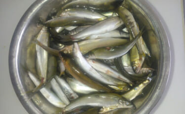 塩津大川で小アユ釣り堪能【滋賀】群れ発見すればヒット継続