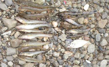 猛暑を避けて橋の下でハゼ釣り【和歌山・紀の川】15cm頭に28匹で夏ハ…