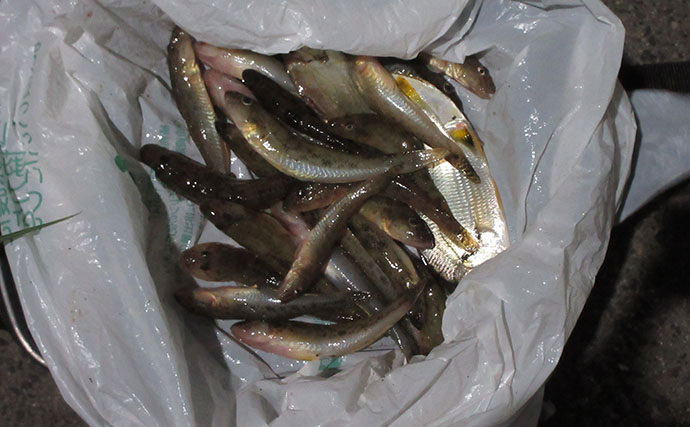 猛暑を避けて橋の下でハゼ釣り【和歌山・紀の川】15cm頭に28匹で夏ハゼの成長を実感