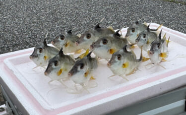 漁師さんが嫌いな「トゲトゲでヌルヌルの魚」　身は平凡だけど肝は美味！