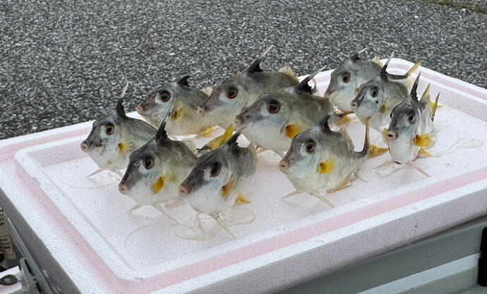 漁師さんが嫌いな「トゲトゲでヌルヌルの魚」　身は平凡だけど肝は美味！