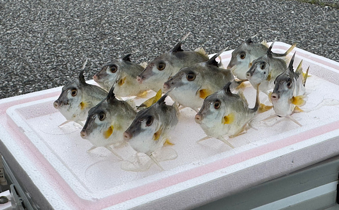 漁師さんが嫌いな「トゲトゲでヌルヌルの魚」　身は平凡だけど肝は美味！