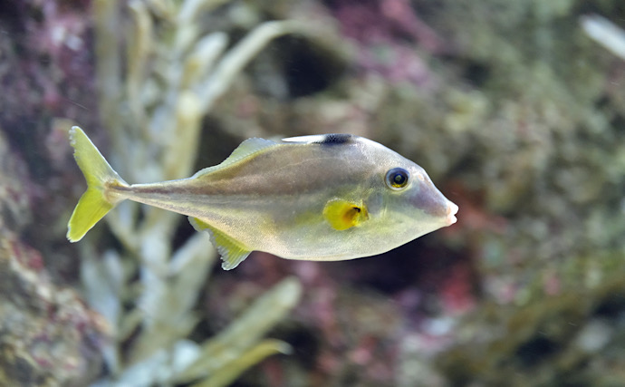 漁師さんが嫌いな「トゲトゲでヌルヌルの魚」　身は平凡だけど肝は美味！