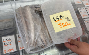 「白髪」「瓜坊」「恩知らず」　親とは別の名前をつけられる幼魚たち