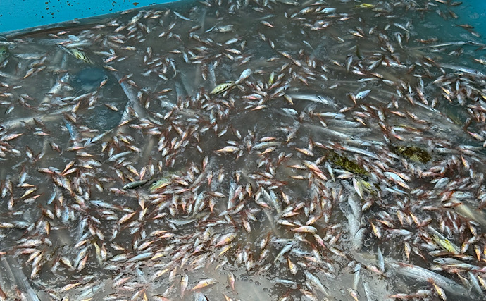 「白髪」「瓜坊」「恩知らず」　親とは別の名前をつけられる幼魚たち