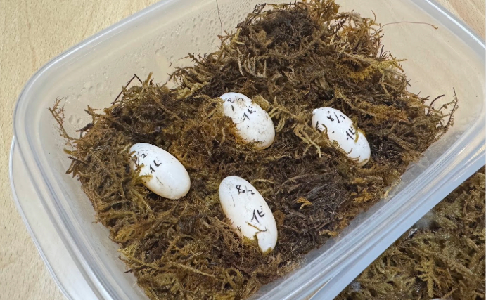 「カメの卵」でカルボナーラパスタを作ってみた　鶏卵と比べるとやや淡白も美味