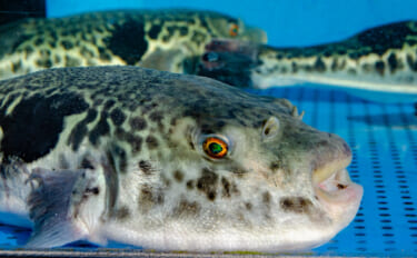 「まばたき」できるレアな魚たち　そもそも魚に「まぶた」はあるの？
