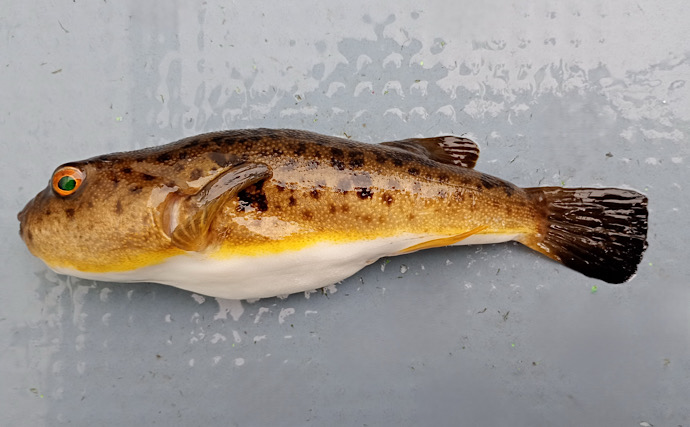 「まばたき」できるレアな魚たち　そもそも魚に「まぶた」はあるの？
