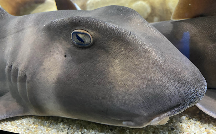 「まばたき」できるレアな魚たち　そもそも魚に「まぶた」はあるの？