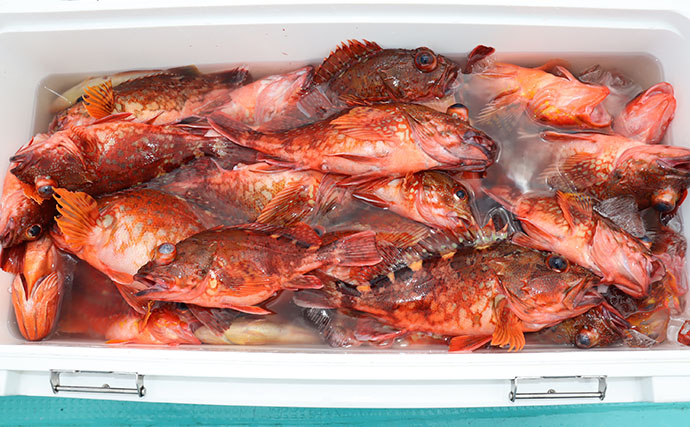 船カサゴ釣りで56尾【釣友丸・茨城】根掛かり恐れず底を攻める姿勢が釣果アップの秘訣！