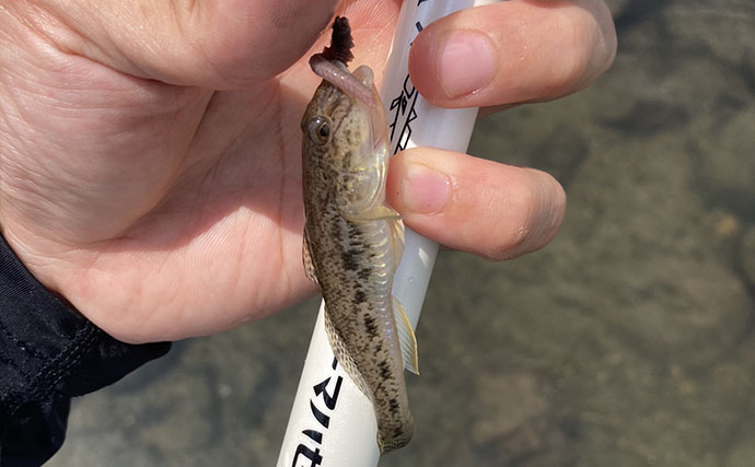 「え、もう釣れるの？」夏のハゼ釣りが開幕！ 1時間で15匹キャッチ【愛知】